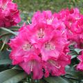 Rhododendron 'Berliner Liebe'