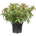Rhododendron 'Cosmopolitan', Busch, im 24cm Topf, H�he 50cm, Breite 60cm
