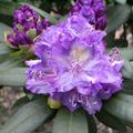 Rhododendron 'Alfred'