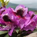 offene Bl�te