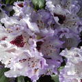 Rhododendron Hybride 'Blue Peter'