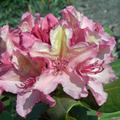 Rhododendron 'Brasilia'
