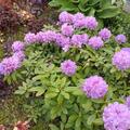 Rhododendron Hybride 'Catawbiense Grandiflorum', Rhododendron Hybride 'Catawbiense Grandiflorum'