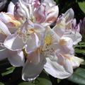 Rhododendron Hybride 'Gomer Waterer'