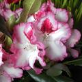 Rhododendron Hybride 'Hachmann's Charmant' (S)