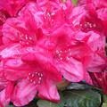 Rhododendron Hybride 'Hachmann's Feuerschein' (S)