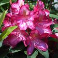 Rhododendron Hybride 'Junifeuer'
