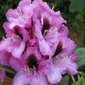 Rhododendron Hybride 'Kokardia'�