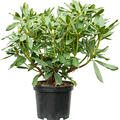 Rhododendron 'Madame Masson', Busch, im 24cm Topf, H�he 50cm, Breite 60cm