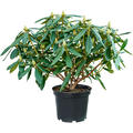 Rhododendron 'Marcel Menard', Busch, im 24cm Topf, H�he 50cm, Breite 60cm