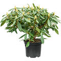 Rhododendron 'Percy Wiseman', Busch, im 24cm Topf, H�he 50cm, Breite 60cm