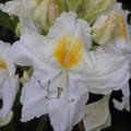 Rhododendron 'Schneegold' (Knap-Hill Azalee)