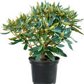 Rhododendron 'Vulcan Flame', Busch, im 24cm Topf, H�he 50cm, Breite 60cm