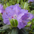 Rhododendron impeditum 'Ramapo'