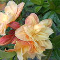 Rhododendron luteum 'Csardas' (Knap-Hill Azalee)