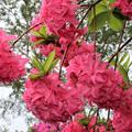 Rhododendron luteum 'Homebush' rosa Bl�te