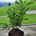 Rhododendron luteum 'Satan' (Knap-Hill Azalee), Wie nicht anders zu erwarten, sind die Bl�ten von Rhododendron luteum 'Satan' scharlachrot und erscheinen Ende Mai.