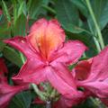 Rhododendron luteum 'Tunis' (Knap-Hill Azalee)
