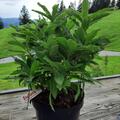 Rhododendron luteum (Wildform), Rhododendron luteum (Wildform) ist eine Duftazalee