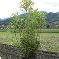 Jungpflanze