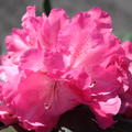 offene Bl�te