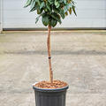 Rhododendron yakushimanum 'Fantastica', Stamm, im 32cm Topf, H�he 110cm, Breite 40cm