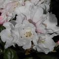 Rhododendron yakushimanum 'Koichiro Wada'