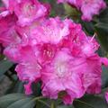 Rhododendron yakushimanum 'Tatjana'