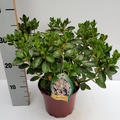 Japanische Azalee 'Maischnee'�