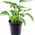 Rhodospatha latifolia, Busch, im 21cm Topf, H�he 50cm, Breite 35cm
