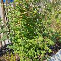 Ribes sanguineum 'Pulborough Scarlet' , Ribes sanguineum 'Pulborough Scarlet'