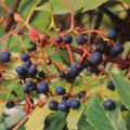 Riesenbl�ttrige Scheinrebe