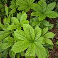 Rodgersia aesculifolia, Rodgersia aesculifolia