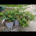 Rosa Aromatic Aurora�, Rosa rugosa Aromatic Aurora�