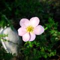 Rosa Fingerstrauch (12er Set), Potentilla 'rosa bl�hend'