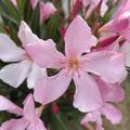Rosa Oleander 'Magaly', Nerium oleander rosa