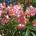 Rosa Oleander Bl�ten