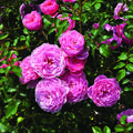 Rose Punch Pixie