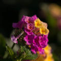 Rosa Wandelr�schen