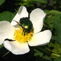Stacheldrahtrose, Rosa omeiensis f. pteracantha - wei�e Bl�te, rote Stacheln, rote Hagebutten, 
