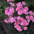 Nelkenrose, Rosa rugosa 'Pink Grootendorst'