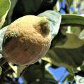 Rosafleischige und buntlaubige Zitrone