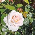 Rose 'A Whiter Shade of Pale', Rose 'A Whiter Shade of Pale'