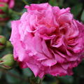 Rose 'Agn�s Schilliger'�