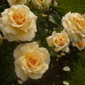 Rose 'Angie'�