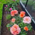 Rose Aprikola�, Rosa 'Aprikola'