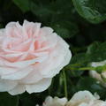 Aspirin Rose�