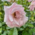 Rose Astrid Lindgren� , Rosa Astrid Lindgren� 