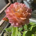 Rose Augusta Luise St�¤mmchen