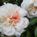 Ramblerrose 'Auguste Gervais', Englische Rose, Austin Rose (korr)